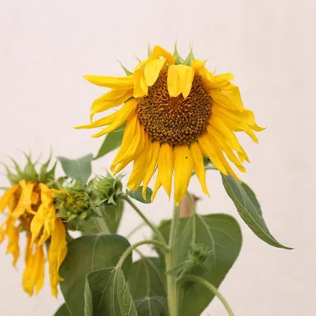 Saudade 게스트하우스 3*